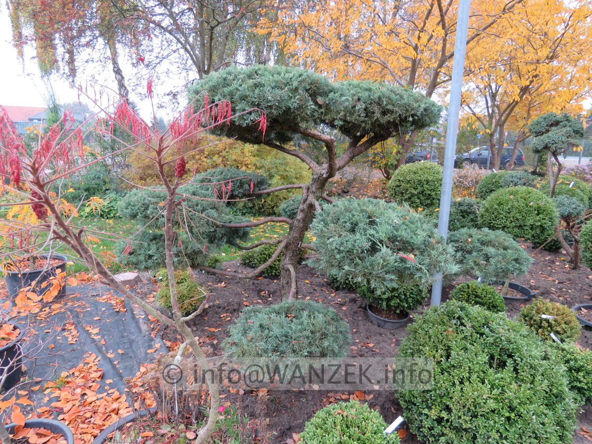 Juniperus virginiana Blue Mountain Bonsai 03.JPG